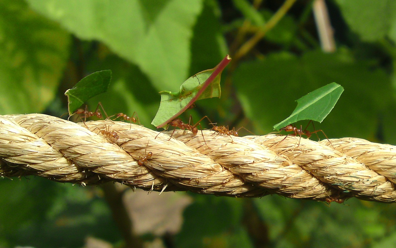 un travail de fourmis : un travail invisible