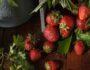 Faire une confiture de fraises comme Christine Ferber - fraises et branches